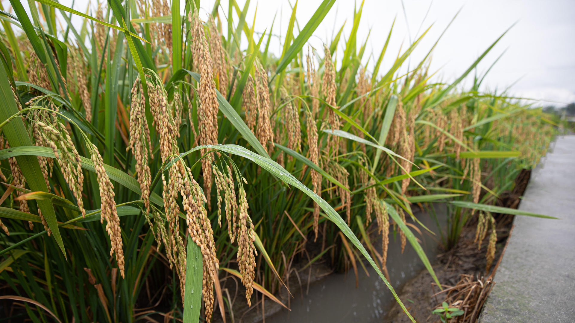 从单干到抱团,四川稻渔综合种养有啥新花样?