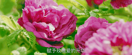 玫瑰花动图写字图片
