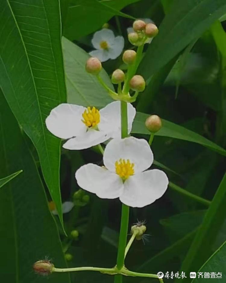 茨菇花开白绿相间很清秀