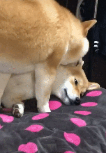 小柴犬:这就是你的爱?主人:老舔狗了