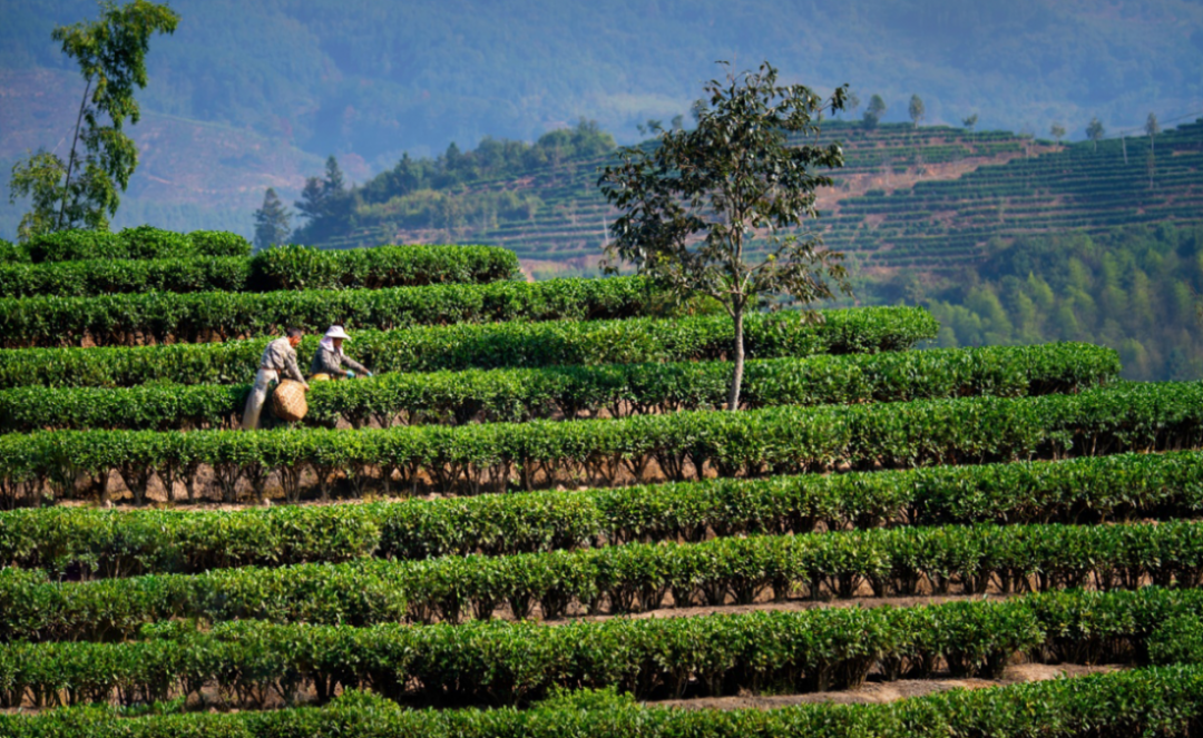 闽茶奋进 | 央视"松溪绿茶"取景的万亩茶园,谱写致富的壮丽诗画|福建