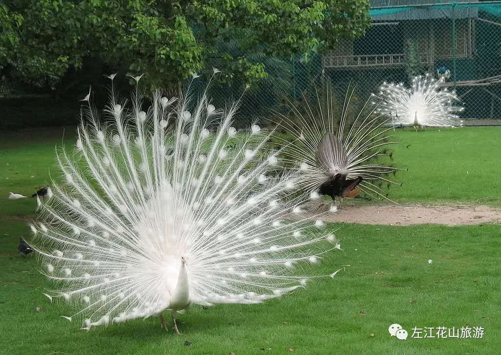 所有人,石景林景区有"最丑"孔雀出没,快来看呀!