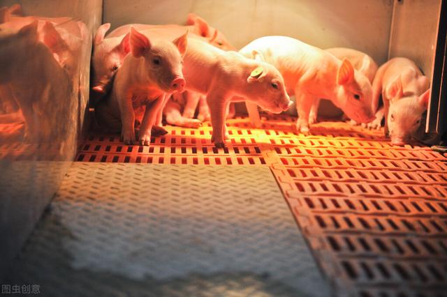 天气转凉,仔猪保暖工作这样进行|仔猪|保温灯|保温箱_新浪新闻