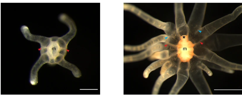 对于它来说只是长胳膊而已|海葵|触手|胳膊_新浪新闻
