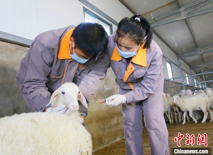 甘肃环县大学生的羊谋科技饲喂直播解惑