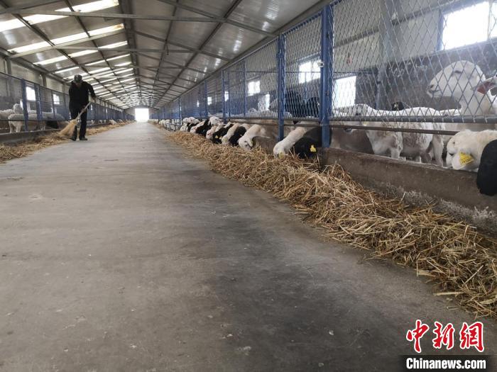 图为循环产业园里的羊舍 杜萍 摄