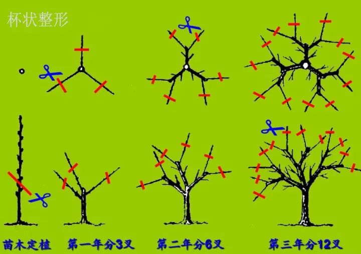 果树整形修剪秘笈(完整版)|主枝|果树|侧枝_新浪新闻