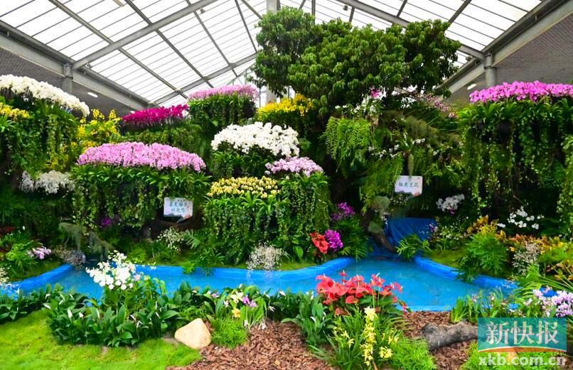 国庆出游好去处到华南植物园赏精品韶关兰花