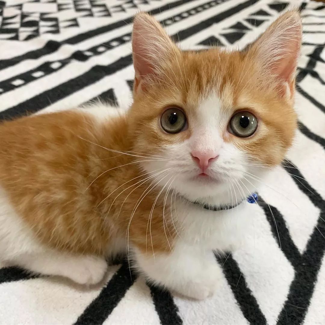 日本一小奶猫成精睡姿萌化网友这猫怎么比我还像人