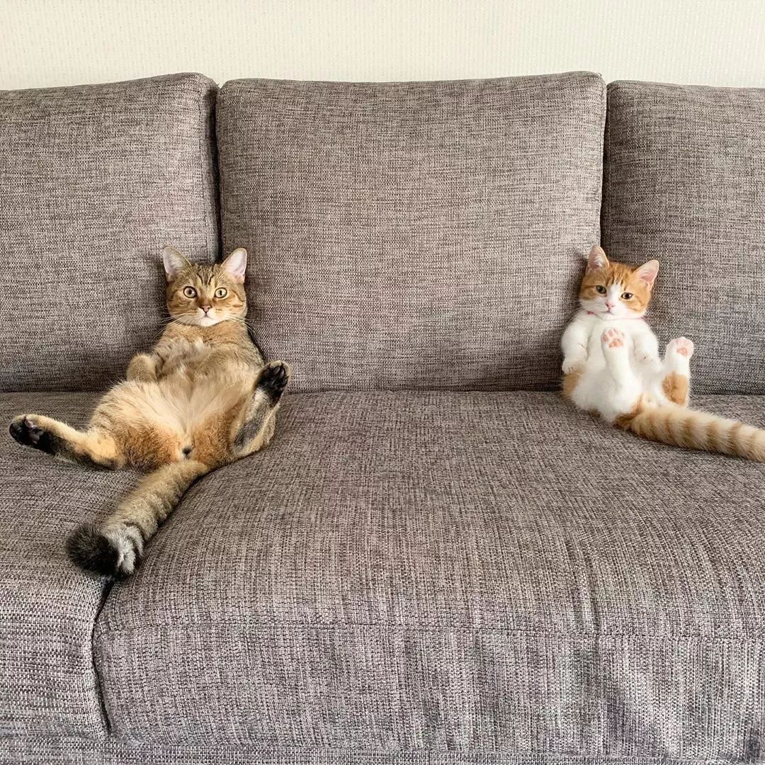 日本一小奶猫成精睡姿萌化网友这猫怎么比我还像人