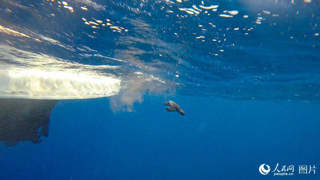 新生小海龟回归大海全程