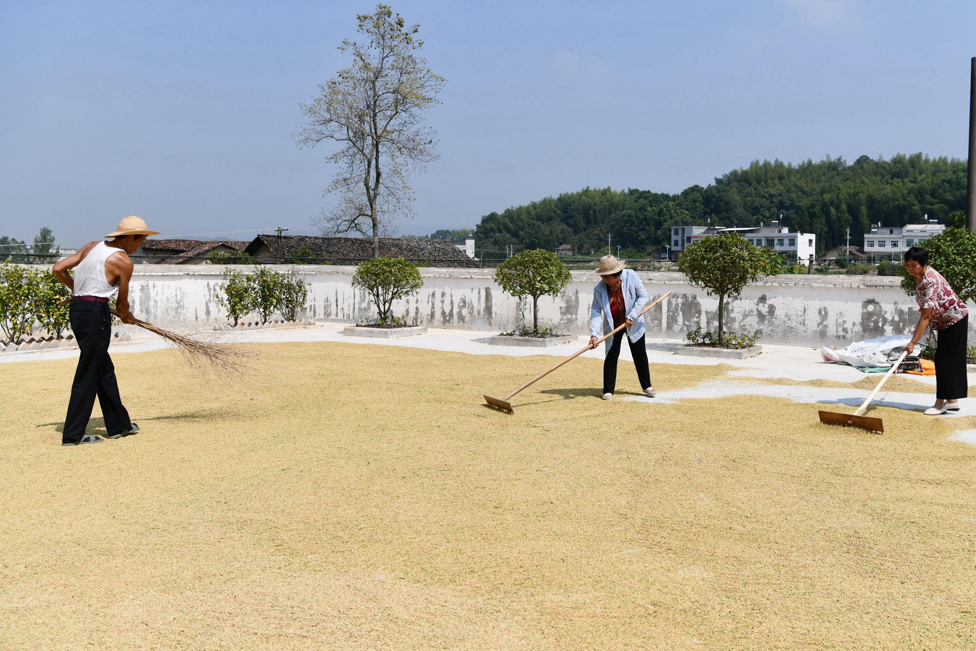 湖北通城抢收稻谷颗粒归仓