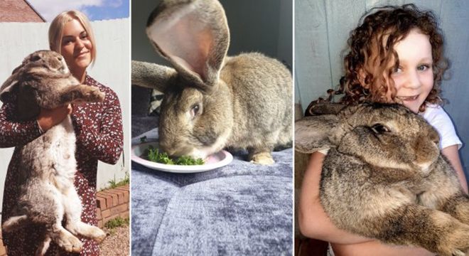 国外一宠物兔体重25公斤或破吉尼斯世界纪录