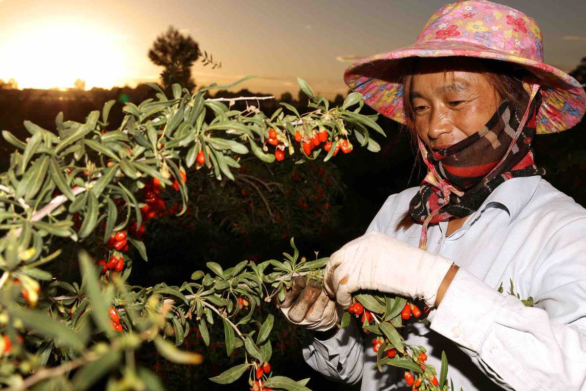 青海特产枸杞采摘现场.(摄影:安舜)