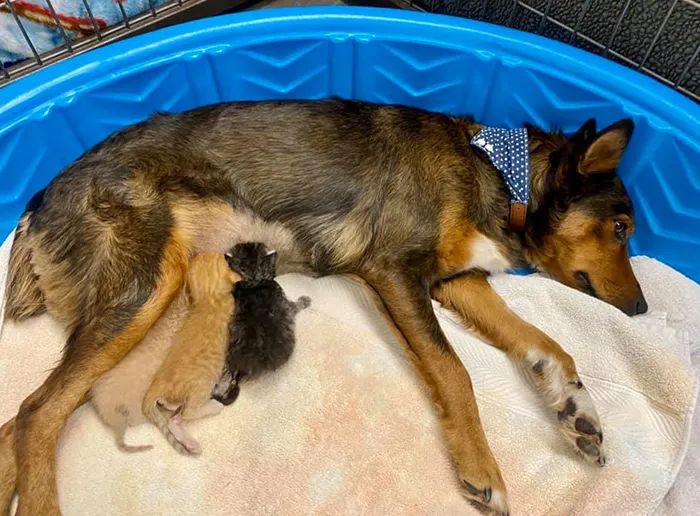 宝宝胎死腹中,流浪狗妈妈焦急寻子时,遇到了一窝小奶猫.