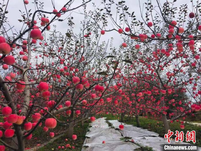 甘肃天水"苹果村"变迁:村民"使蛮力"变"巧种植"