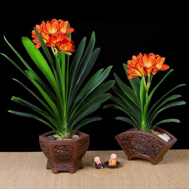 家里养君子兰避开它的这四怕叶绿花美人人都喜欢