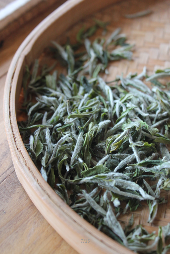 脱贫攻坚闽茶奋进野路子种茶荒山变金山