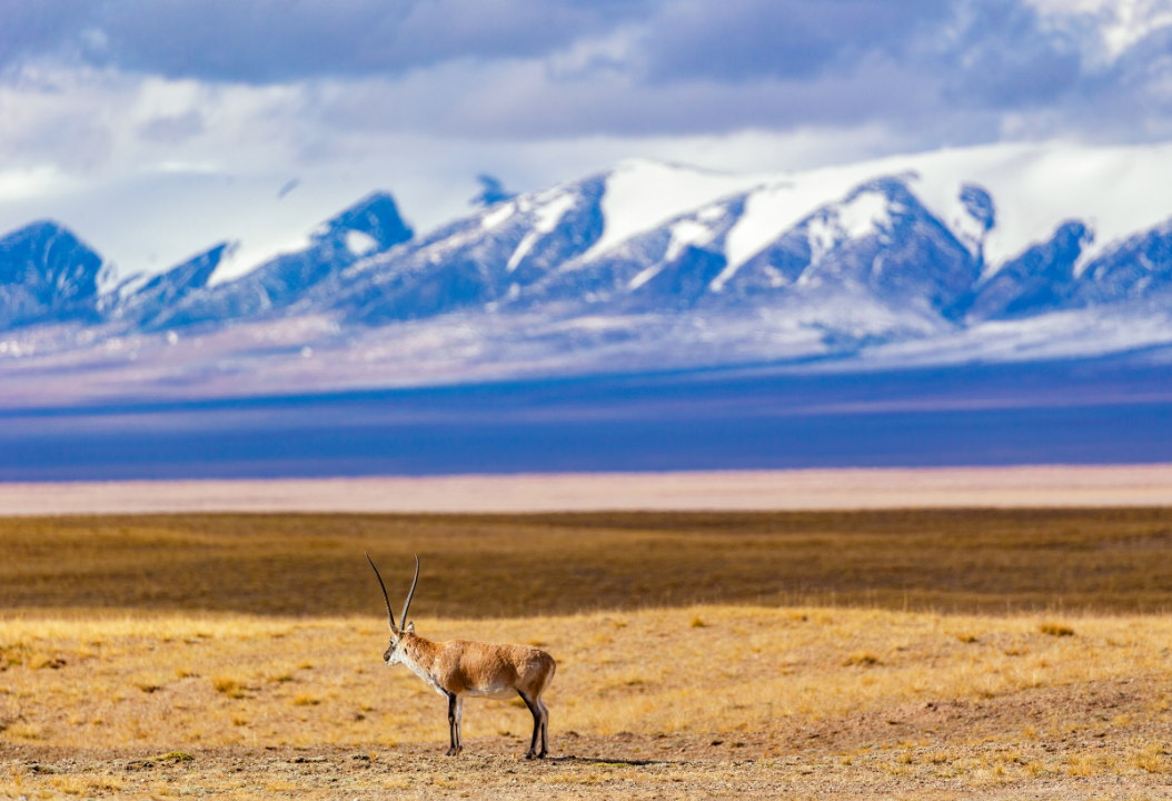 提醒未经备案禁止前往可可西里旅游