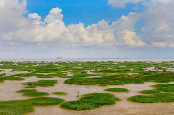 图说:南汇东滩.袁晓 摄
