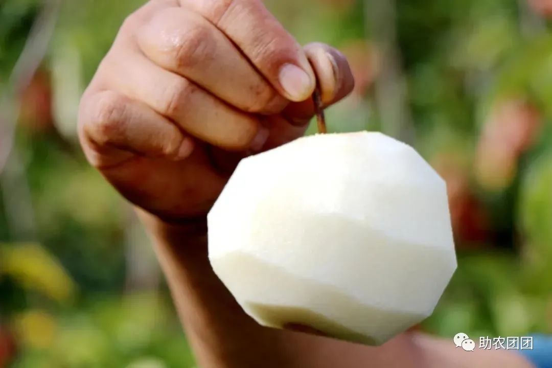 助农团团丨毕节这儿的黄蜜梨,咬一口,汁水兜不住