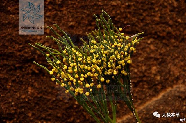 石刷把见过吗用于跌打损伤风湿关节痛坐骨神经痛