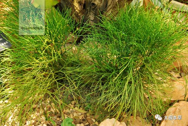 石刷把见过吗用于跌打损伤风湿关节痛坐骨神经痛