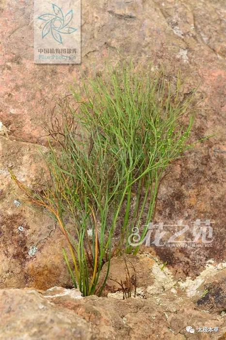 石刷把见过吗用于跌打损伤风湿关节痛坐骨神经痛