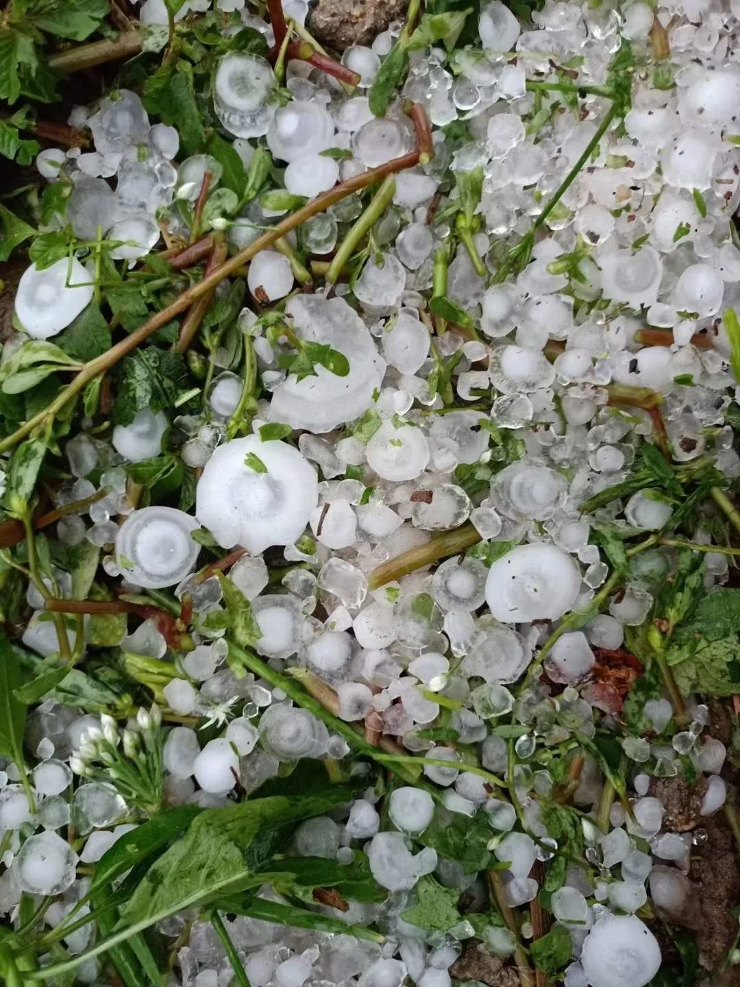 好大的冰雹!_新浪新闻