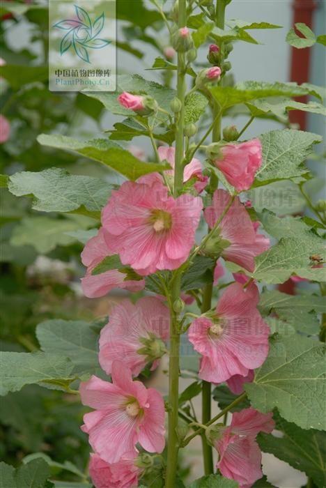 花通利二便;子用于尿路结石;根用于肠炎,痢疾|结石_新浪新闻