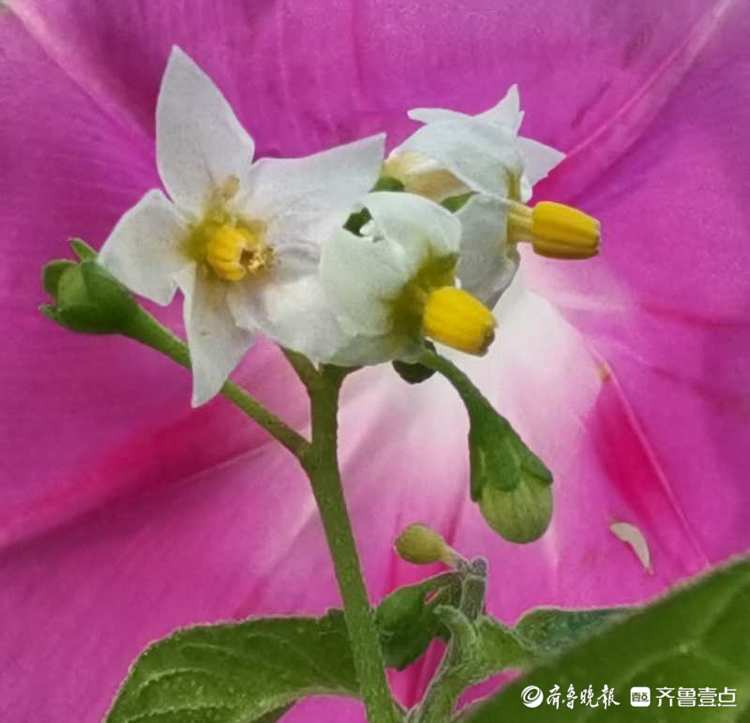 美丽的龙葵花,小巧玲珑