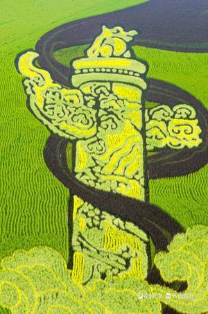 东营黄河口万亩稻田的"水稻画",米香还好看!