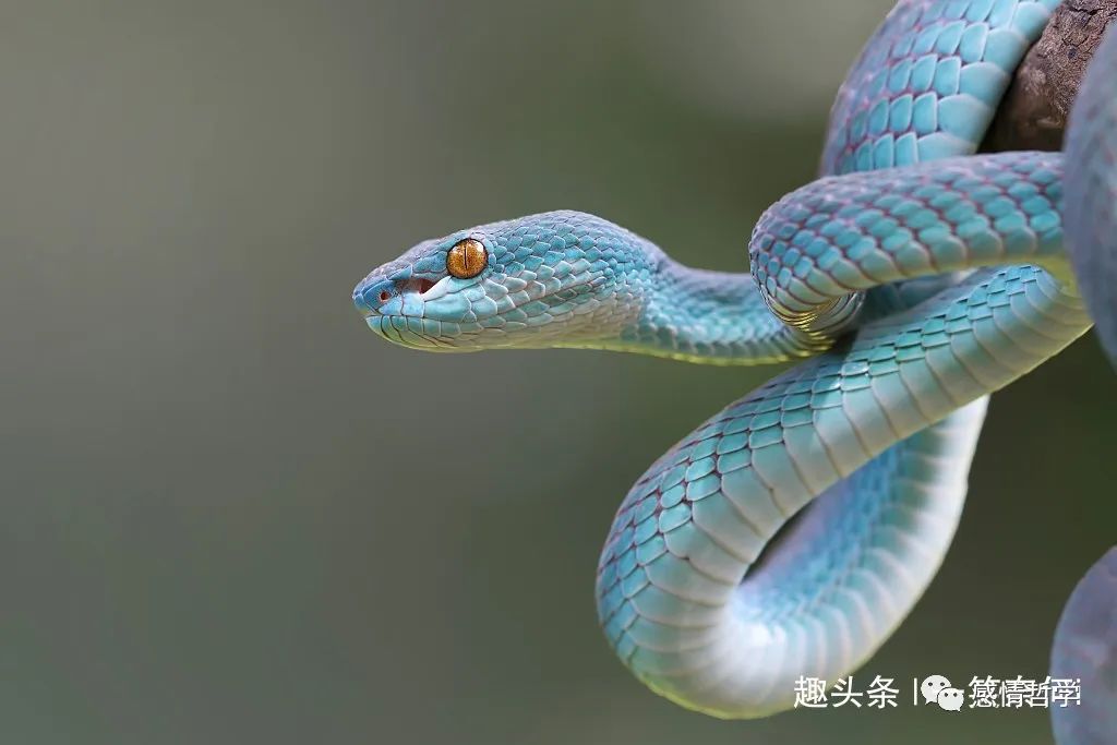 (九月九蛇入土,枫树红时人们在野外就安全了)因此,打死之蛇必须要埋掉