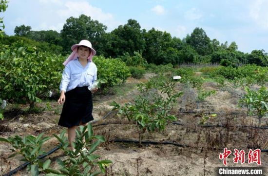 在外公的帮助下,陈晓冬学着翻地干农活,种下42棵试验芭乐苗.