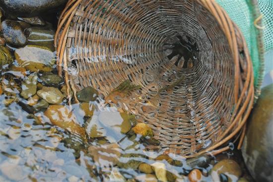 每年清明谷雨时节,大量琴鱼会随着满山春茶飘香如期而
