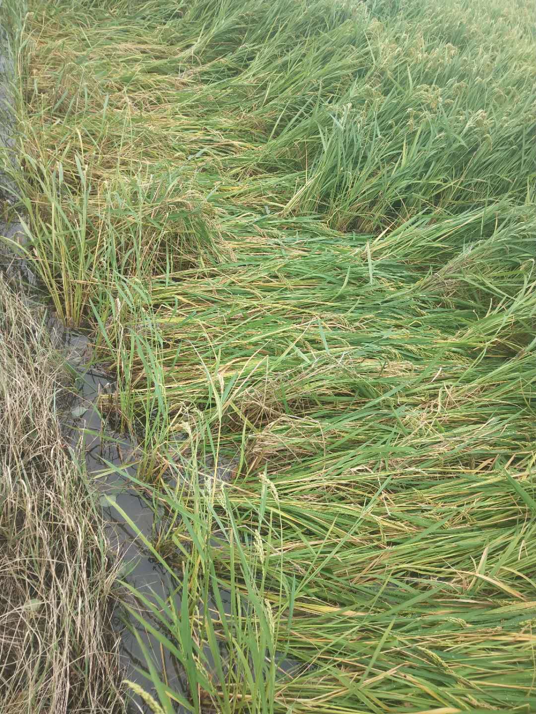 台风致松原玉米大面积倒伏种植户称将视情况提前收获