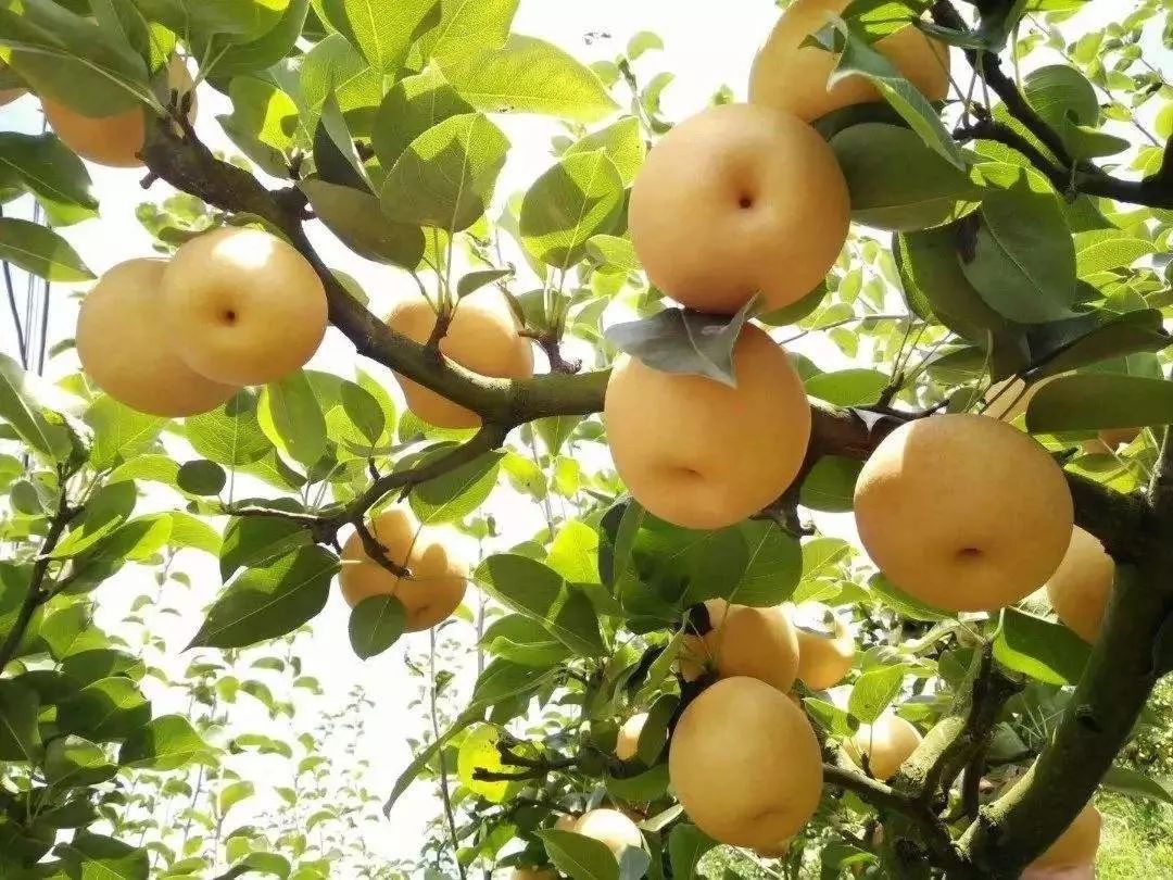 「金秋梨」拍了拍你:9月7日,来矮寨坡头摘梨咯!