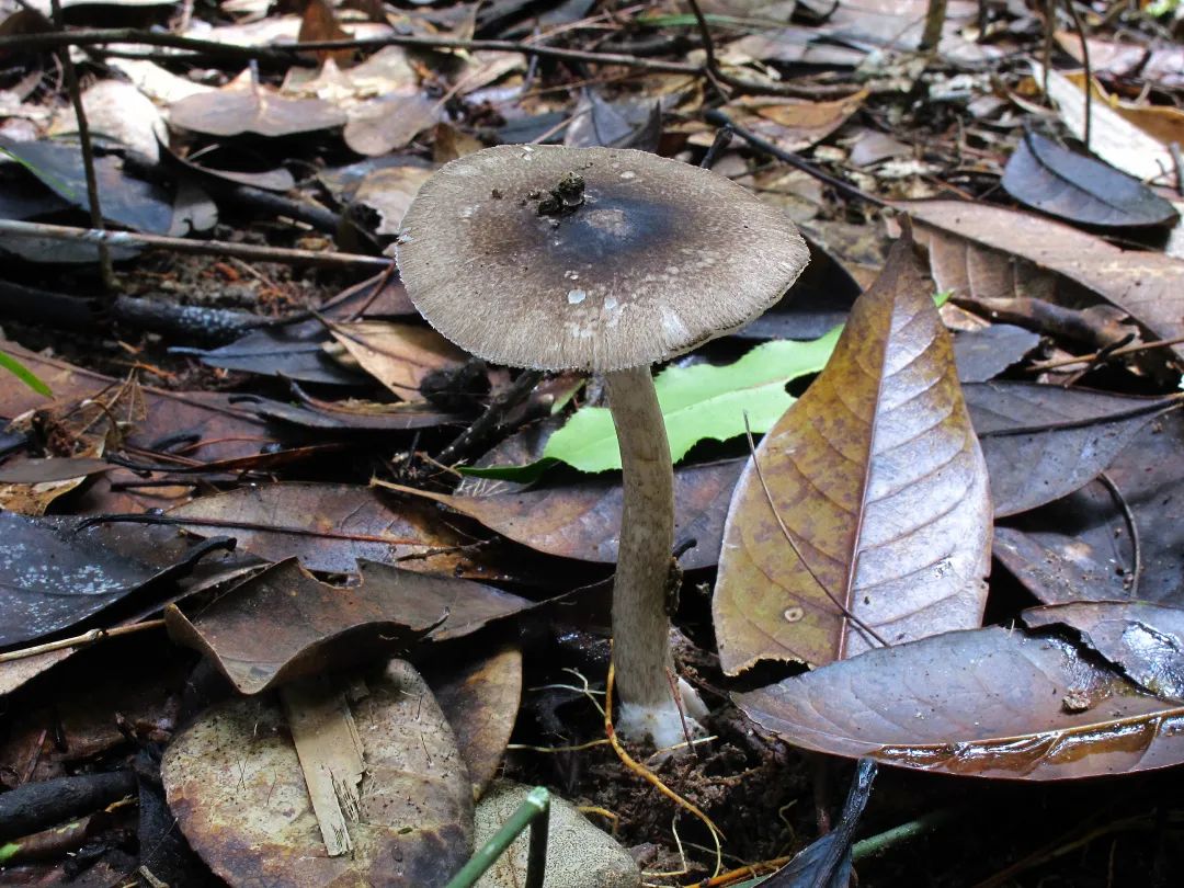 剧毒的灰花纹鹅膏跟隐花青鹅膏长的很像,它们的生境相似,且都有灰黑色