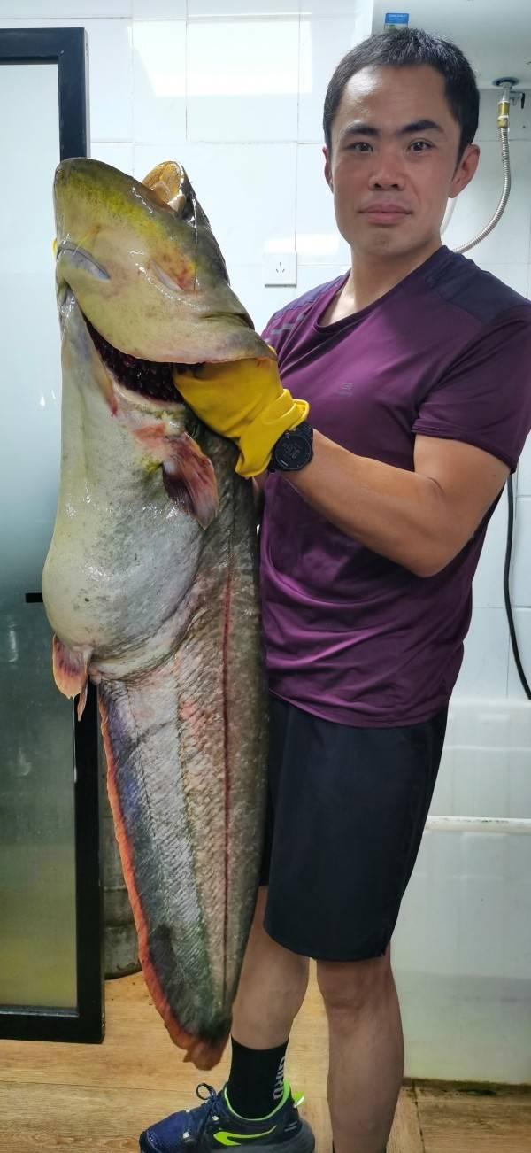 沂河钓起40斤重大鲶鱼竟是用一颗玉米粒钓上来的