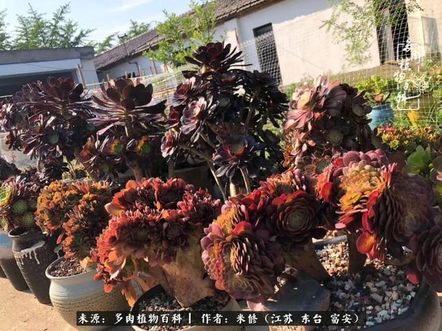 平平淡淡才是真 养肉人的多肉与生活 东台 富安 法师 新浪新闻 平平淡淡才是真 养肉人的多肉与生活 东台 富安 法师 新浪新闻