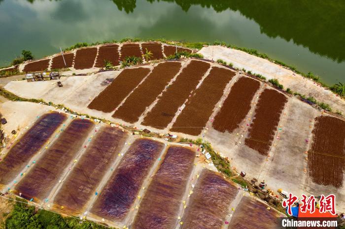 广西八角品质出众 产品远销东南亚和欧盟