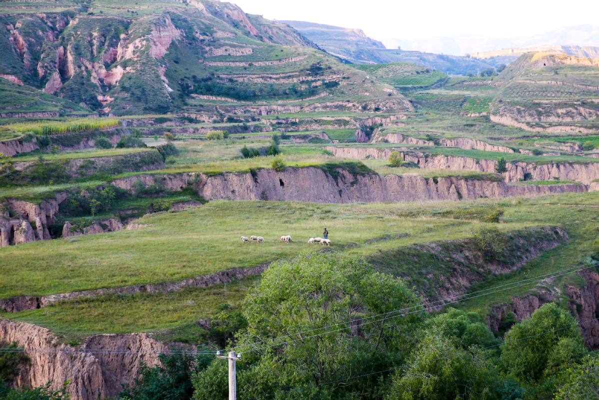 9月4日,甘肃省通渭县李家店乡李店村下湾社,村民在山上放羊.