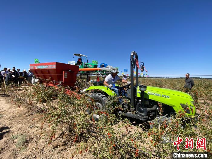 柴达木枸杞迎来采摘季 "机器换人"实现产业转型升级