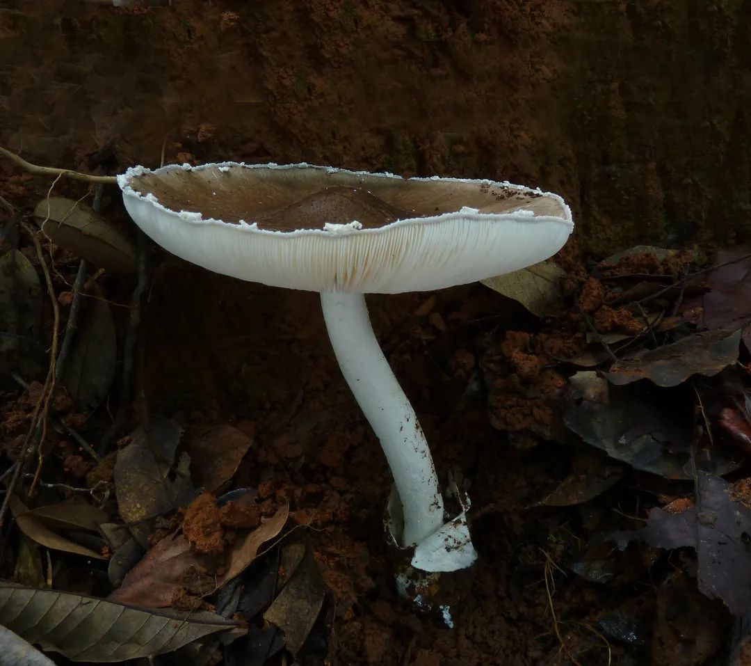 我有毒|毒蘑菇|蘑菇|鹅_新浪新闻