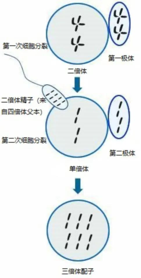 正常的二倍体动物在性成熟阶段和繁殖季节,会把很多能量用于性器官的
