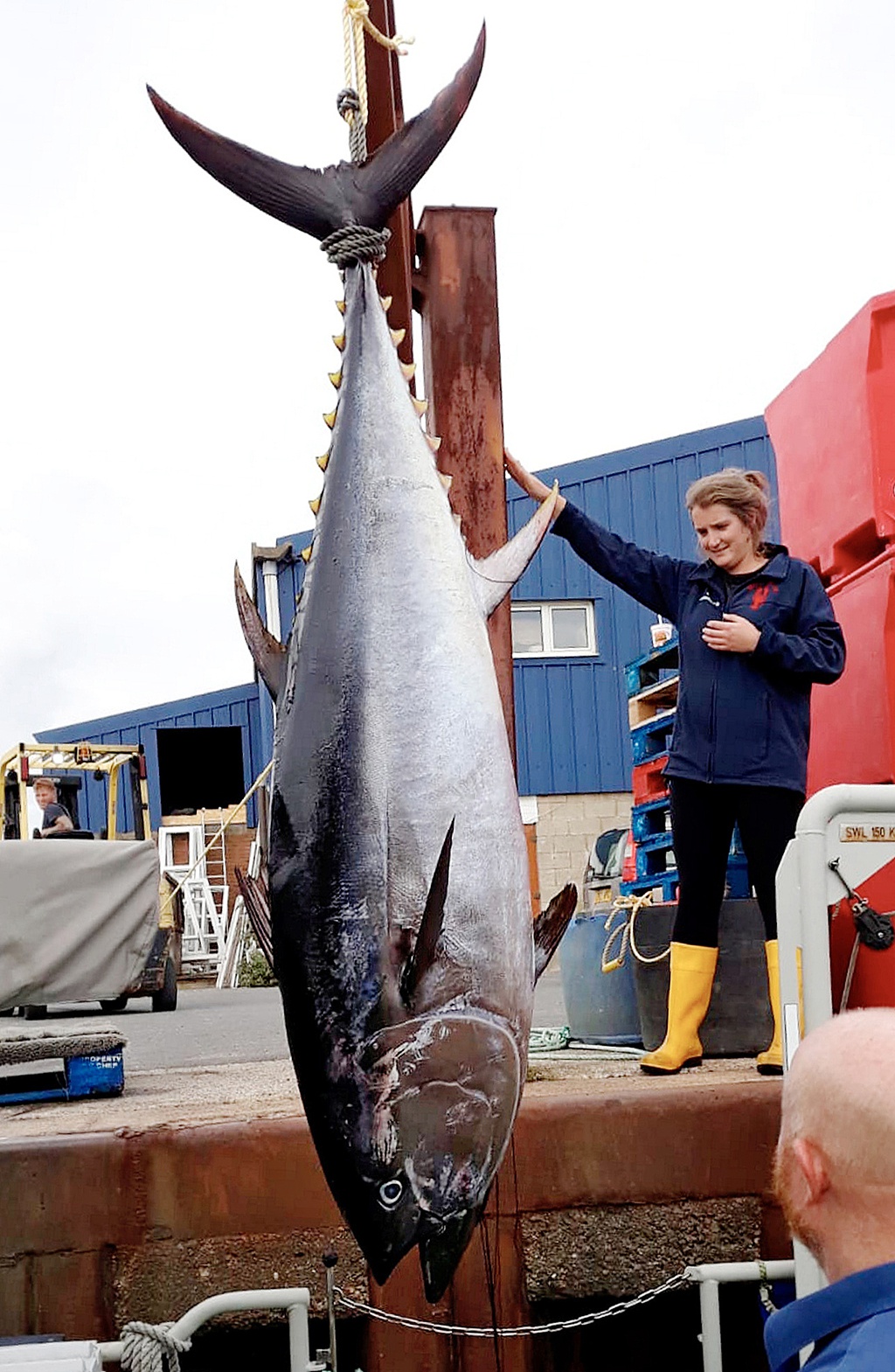 英国海岸现180公斤巨型金枪鱼