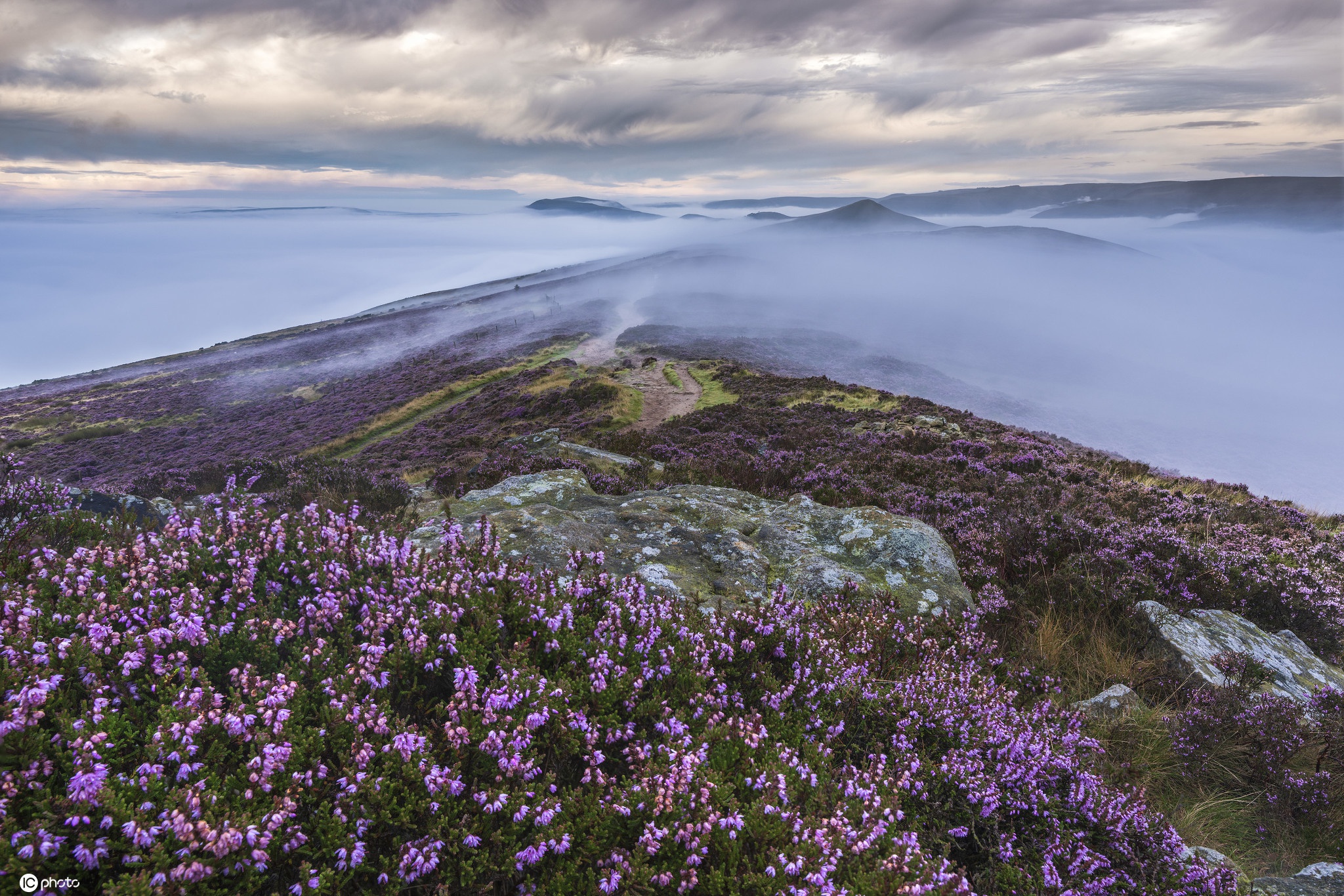 英国德比郡峰区公园石楠花盛放 晨雾梦幻飘渺