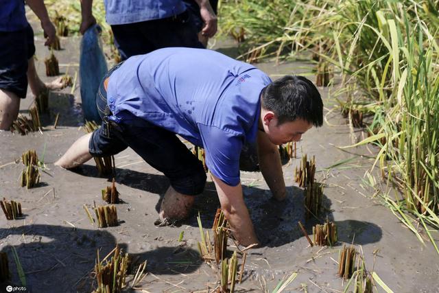 真上班摸鱼！重庆一企业农场开花结果 员工收稻子抓鱼晒秋收休闲区蓝鸢梦想 - Www.slyday.coM