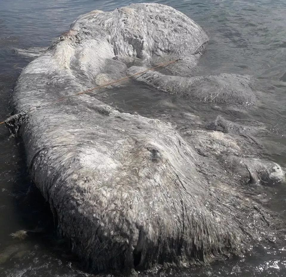 5米长"海洋怪兽"再现英国海滩,很像绝种猛犸象,引发人们猜想