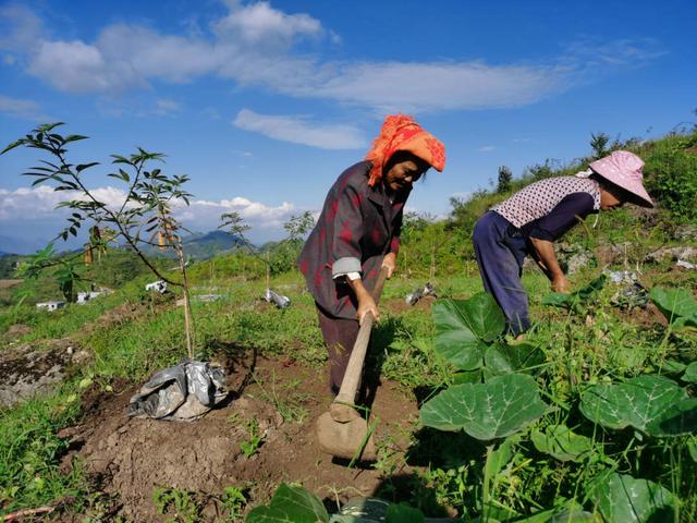 走进未摘帽深度贫困县晴隆小花椒绿了荒山鼓了腰包
